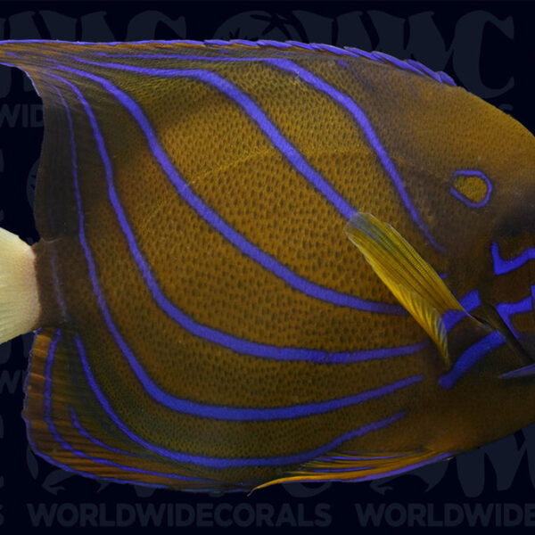 Annularis Angelfish - Adult - Indonesia