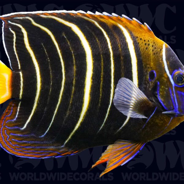 Chrysurus Angelfish - Adult - Kenya