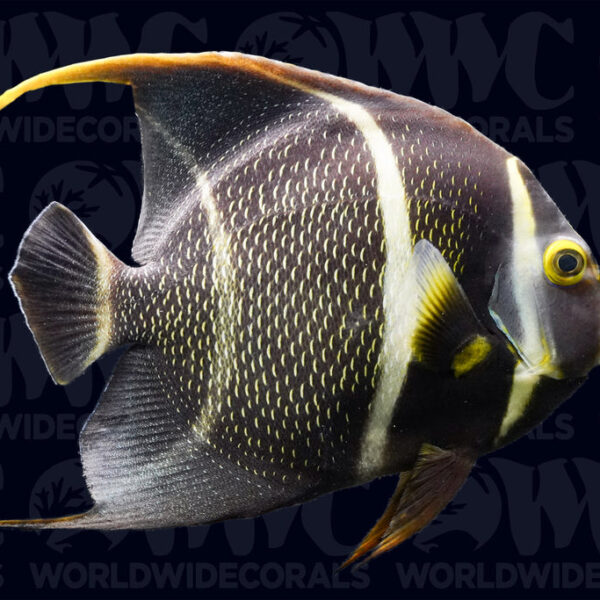 Six Bar Angelfish - Adult - Philippines