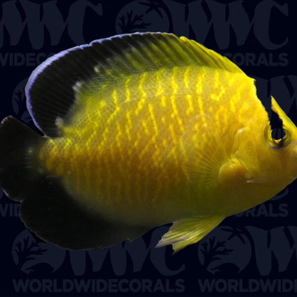 Goldflake Angelfish - USA