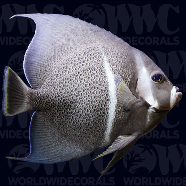 Gray Black Angelfish - Adult - Florida