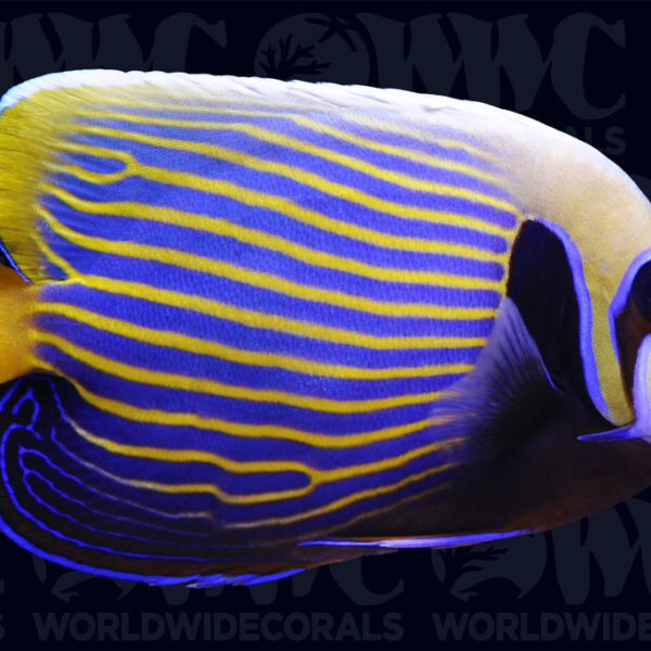 Imperator Angelfish - Adult - Sri Lanka