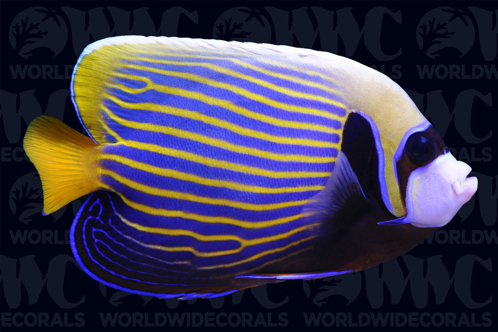 Imperator Angelfish - Adult - Sri Lanka