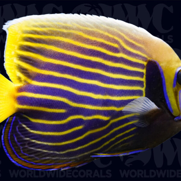 Imperator Angelfish - Philippines