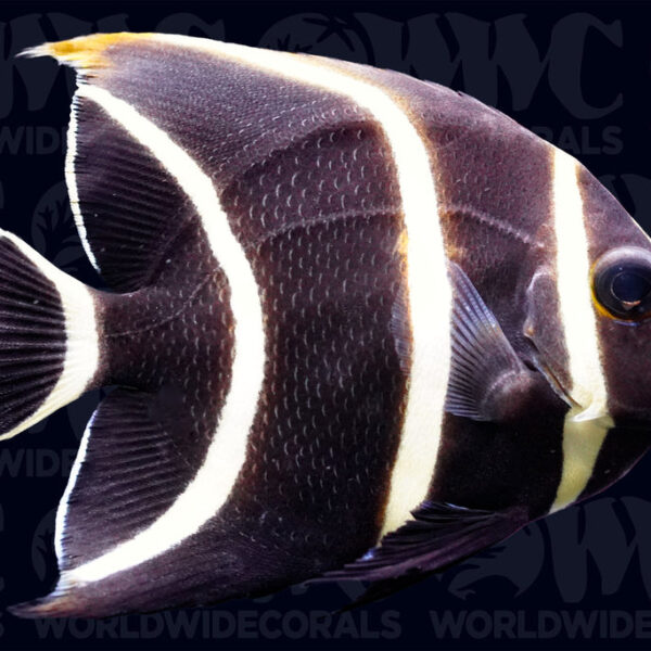 French Angelfish - Juvenile - Florida