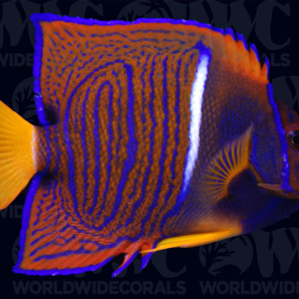 Passer Angelfish - Costa Rica