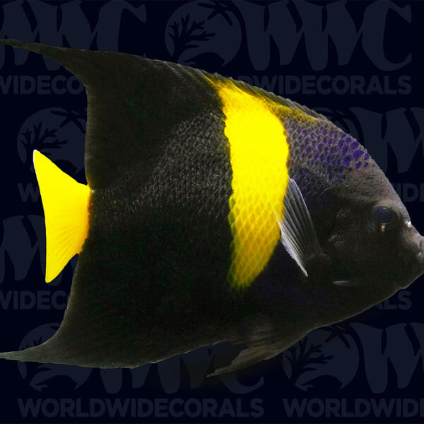 Asfur Angelfish - Adult - Eritrea