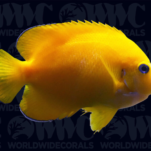 Coco Peel Angelfish - Australia