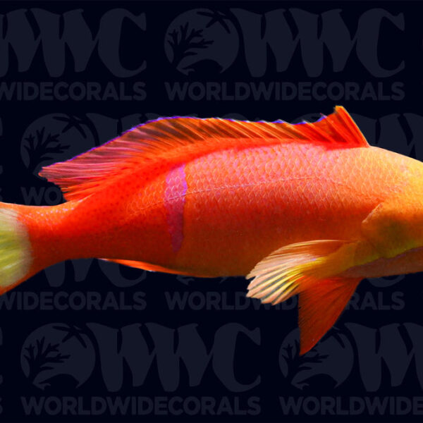 Pictilis Anthias - Male - Vanuatu