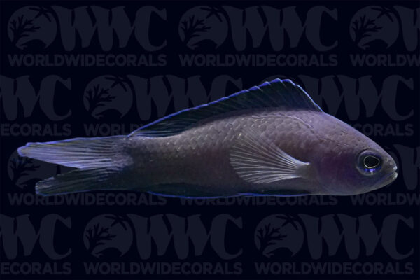 Blue Assessor - New Caledonia