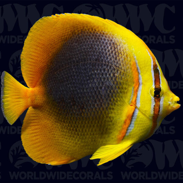 Golden Butterflyfish - Australia