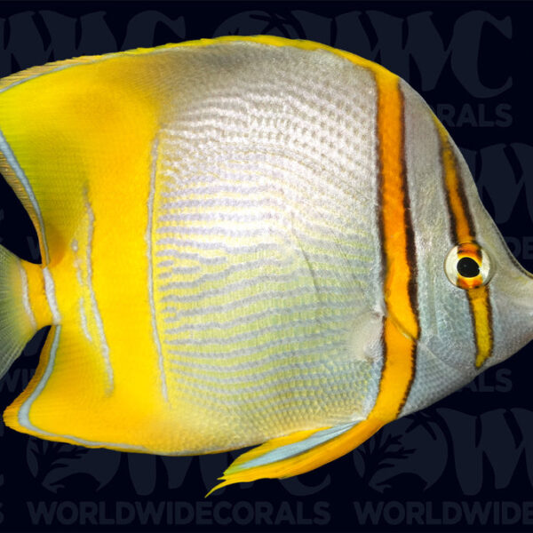 Marginalis Butterflyfish - Australia