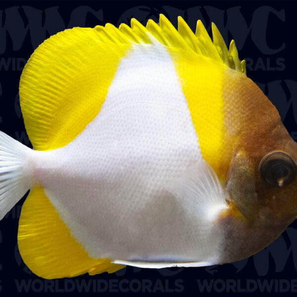 Pyramid Butterflyfish - Marshall Islands