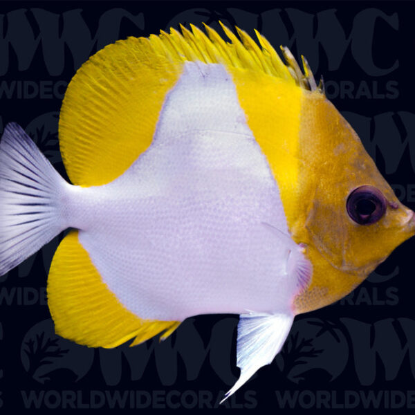 Pyramid Butterflyfish - Philippines