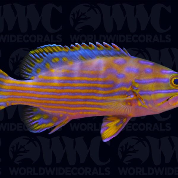 Polleni Grouper - Indonesia