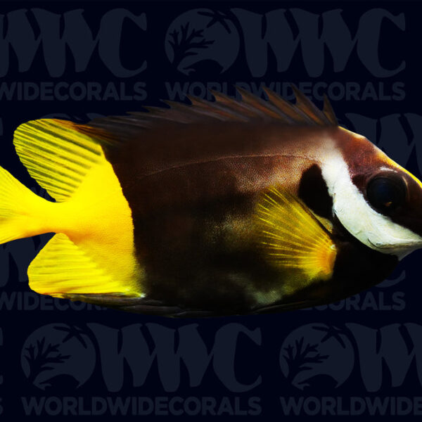 Fiji Foxface Rabbitfish - Fiji