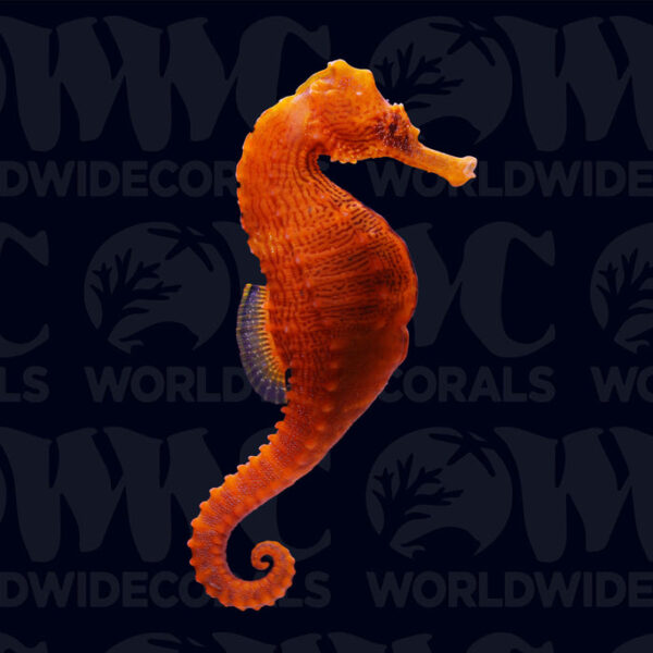 Orange Lined Seahorse - Male - USA