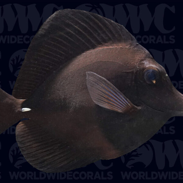 Black Longnose Tang - Tahiti