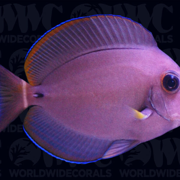 White Spine Tang - Indonesia