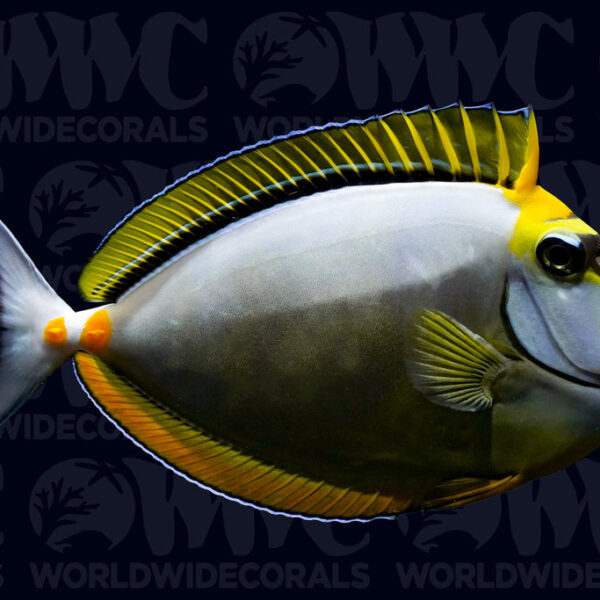 Naso Blonde Tang with Streamer - Maldives