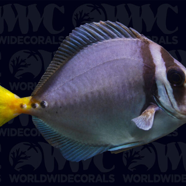 Galapagos Sawtail Tang - Nicaragua