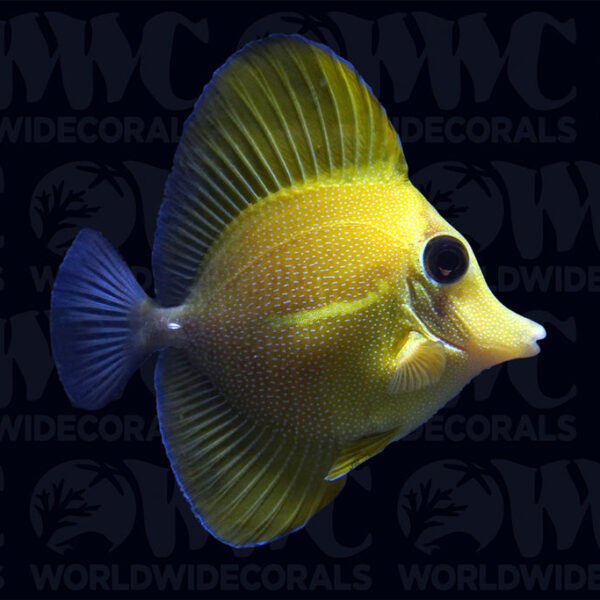 Yellow Scopas Tang - Philippines