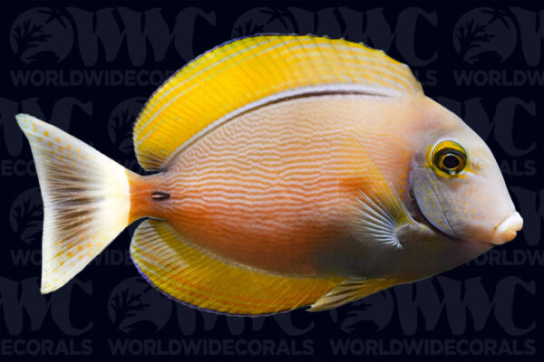 Black Spot Tang - Indonesia