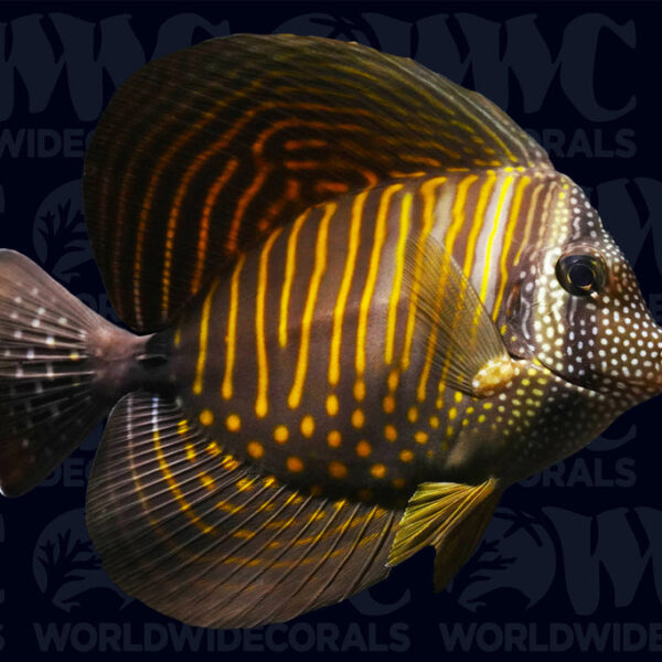 Desjardinii Sailfin Tang - Djibouti