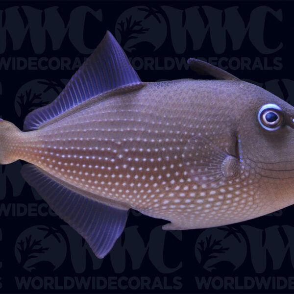 Blue Throat Triggerfish - Female - Philippines