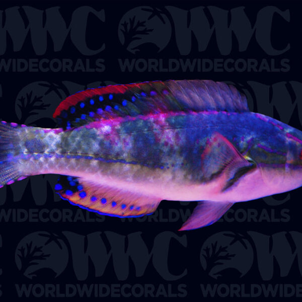 Exquisite Fairy Wrasse - Maldives