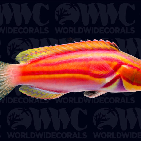 Laboute's Fairy Wrasse - Vanuatu