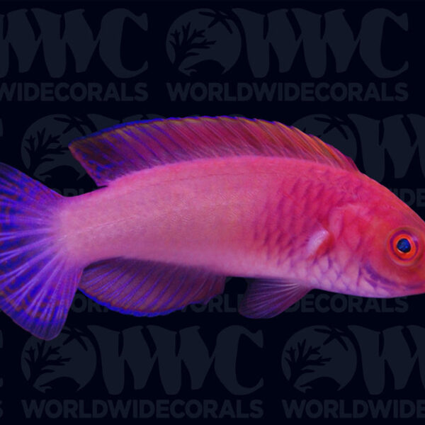 Red Velvet Fairy Wrasse - Maldives