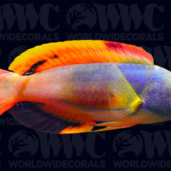 Scott's Fairy Wrasse - Australia