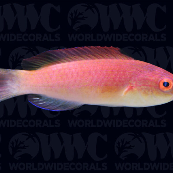 Hooded Flame Fairy Wrasse - New Caledonia