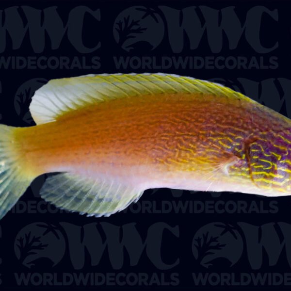 Rhomboid Fairy Wrasse - Marshall Islands