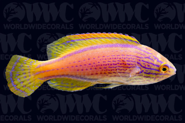 Lineatus Fairy Wrasse - Australia