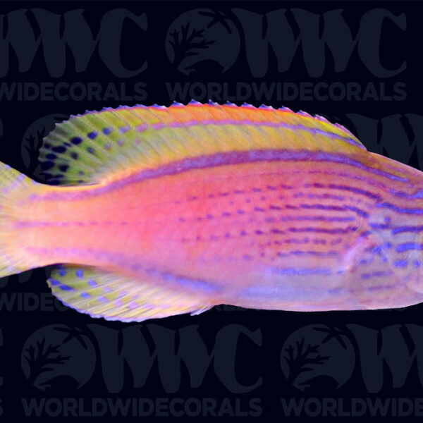 Lineatus Fairy Wrasse - New Caledonia