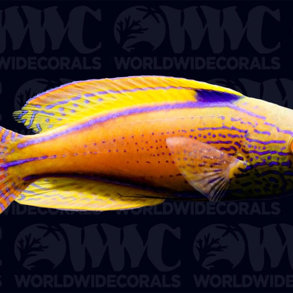 Lineatus Fairy Wrasse - Super Male - Australia