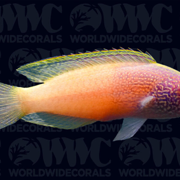 Rhomboid Fairy Wrasse - Male - Marshall Islands