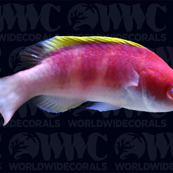 Yellow Fin Fairy Wrasse - Indonesia