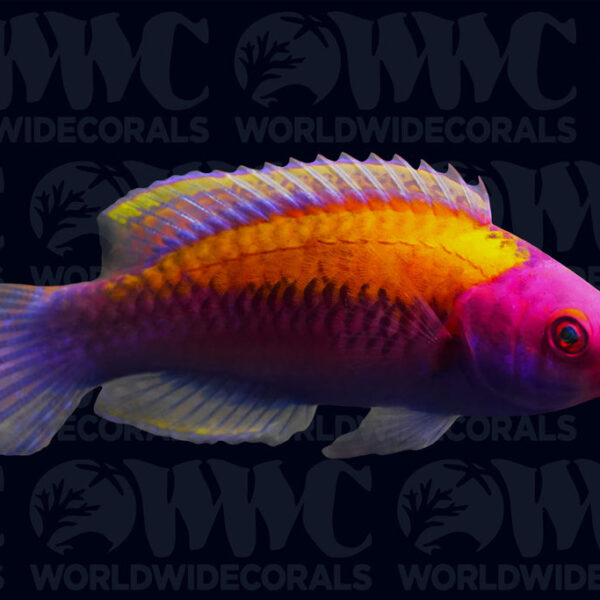 Orangeback Fairy Wrasse - Indonesia