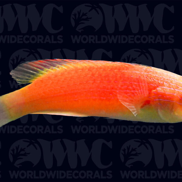 Pink Margin Fairy Wrasse - Male - Indonesia