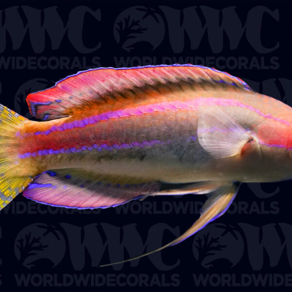 Threadfin Fairy Wrasse - Male - Philippines