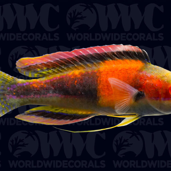 Girdled Fairy Wrasse - Male - Marshall Islands