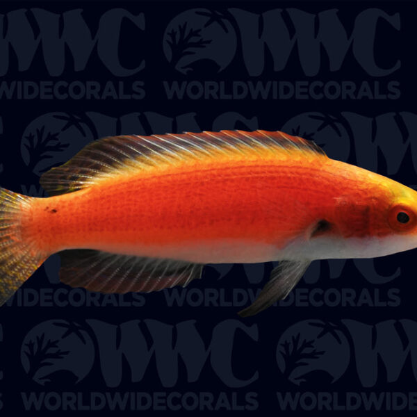 Girdled Fairy Wrasse - Marshall Islands