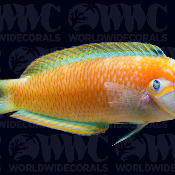 Kuteri Wrasse - Male - New Caledonia