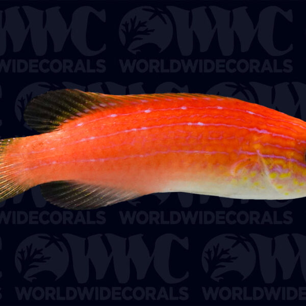 Lunate Fairy Wrasse - Philippines