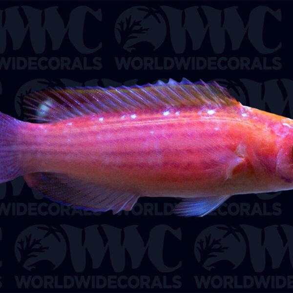 Earle's Fairy Wrasse - Male - Marshall Islands