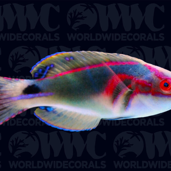 Exquisite Fairy Wrasse - Male - Maldives