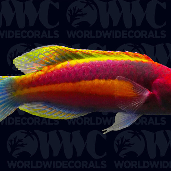 Yellow Band Velvet Wrasse - Male - Marshall Islands